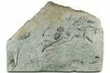 Fossil Crinoid Plate (Three Species) - Crawfordsville, Indiana #325763-1